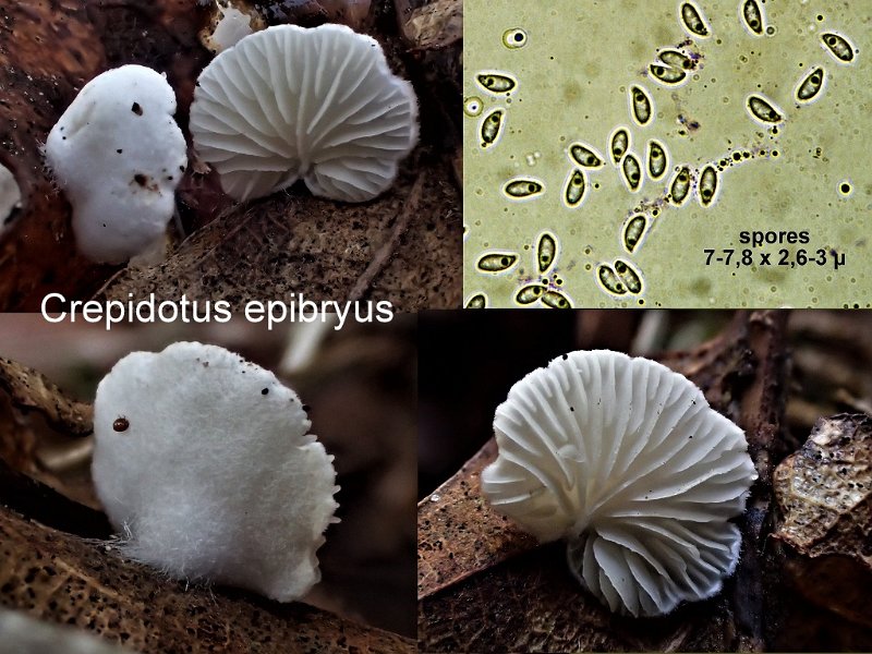 Crepidotus epibryus-amf720.jpg - Crepidotus epibryus ; Syn: Pleurotellus hypnophilus ; Nom français: Crépidote des mousses
